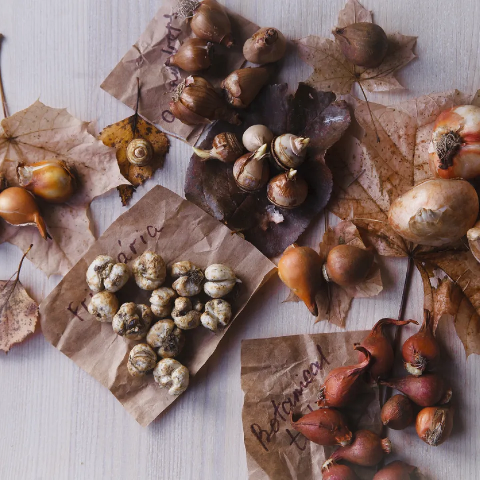Jetzt noch Blumenzwiebeln pflanzen