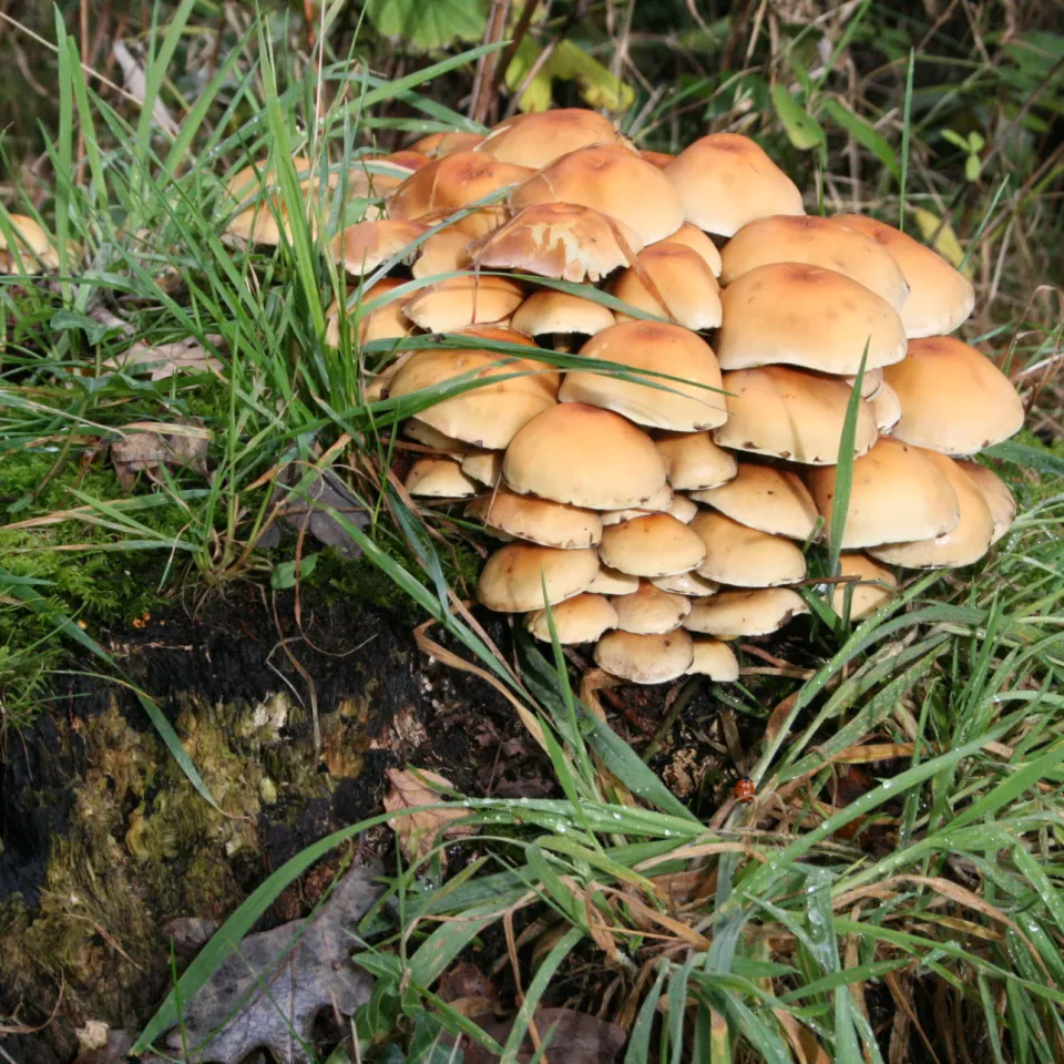 Hallimasch: Was tun?