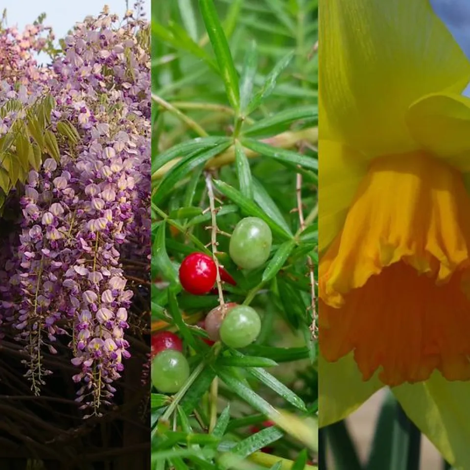 Wahl zur „Giftpflanze des Jahres 2024“