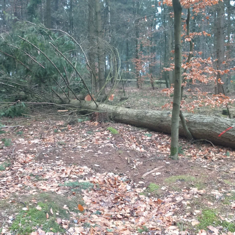 Boden des Jahres 2024: Der Waldboden
