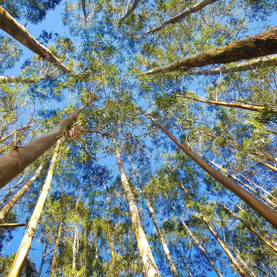 Serie: Pflanzen, die die Welt veränderten