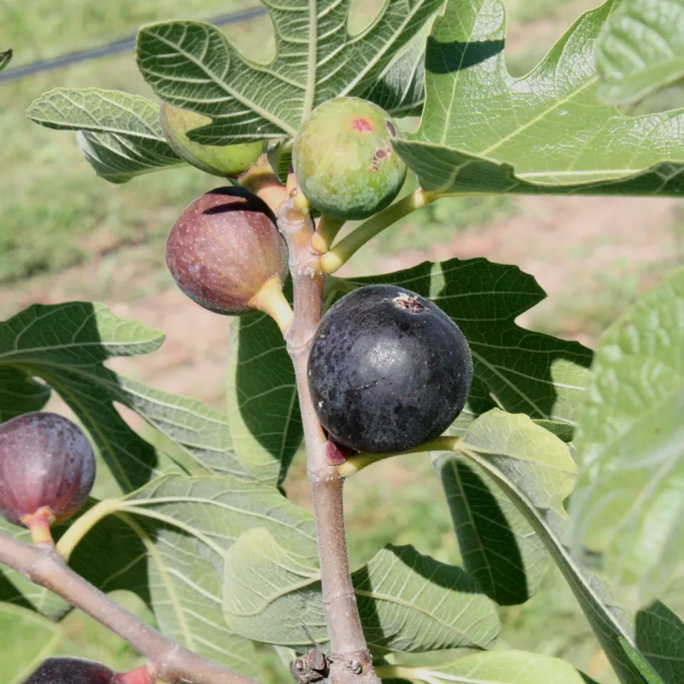 Feigen: Gewinner im Klimawandel