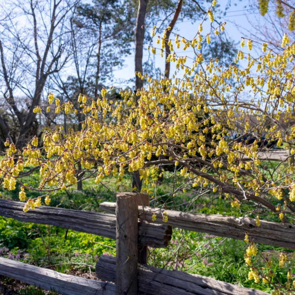 Frühblüher Scheinhasel