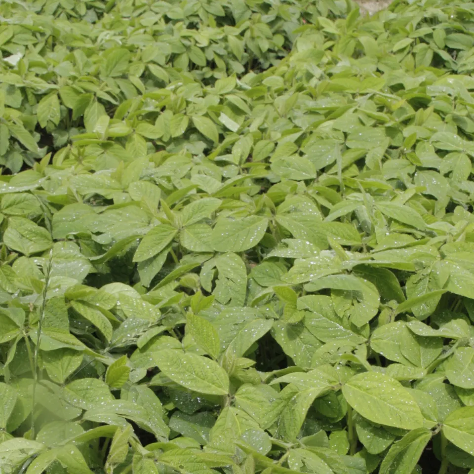 Angepasste Knöllchenbakterien für mehr Stickstoff