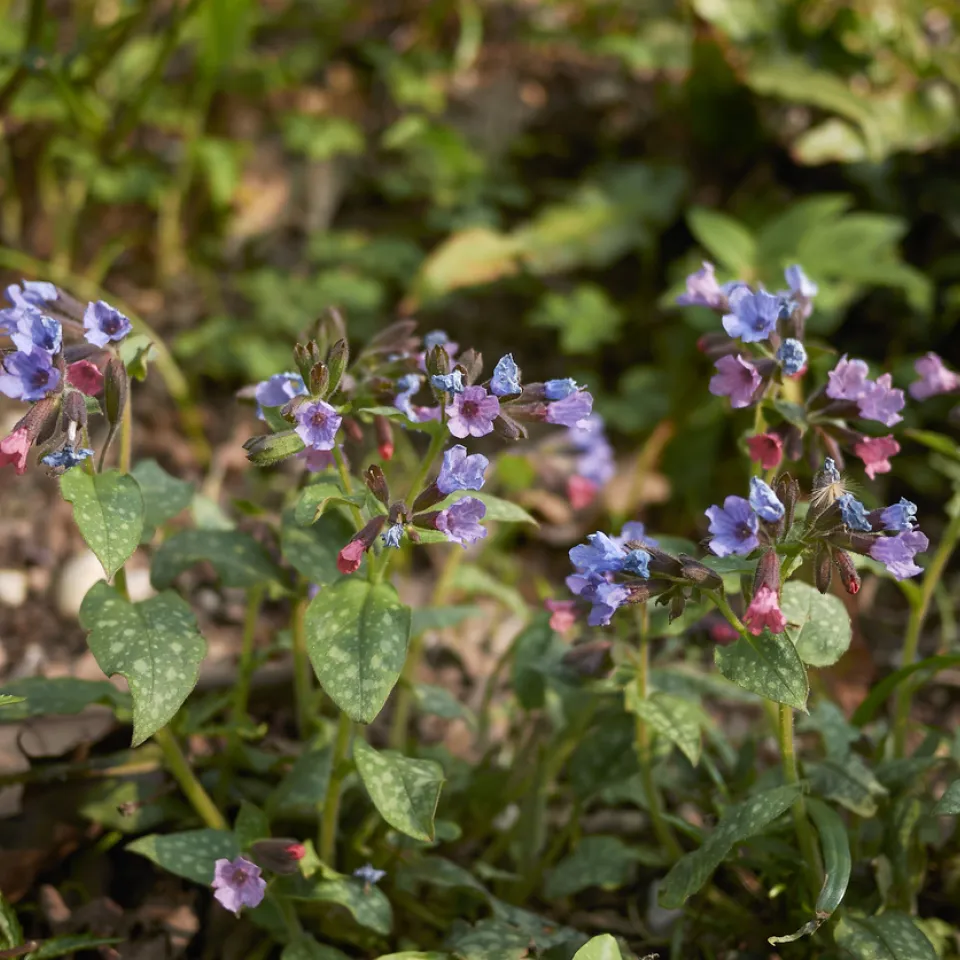 Lungenkraut – attraktiv und nützlich