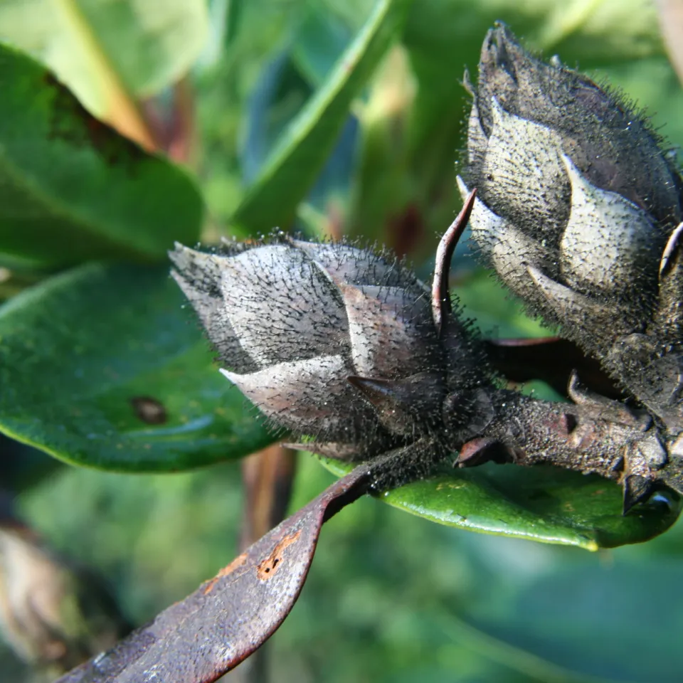 Starker Rückschnitt an Rhododendron möglich
