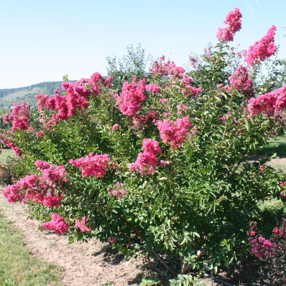 Wärmeliebender Exot Kreppmyrte