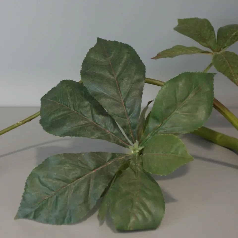 Ginseng – die „Menschenwurzel“ aus Korea