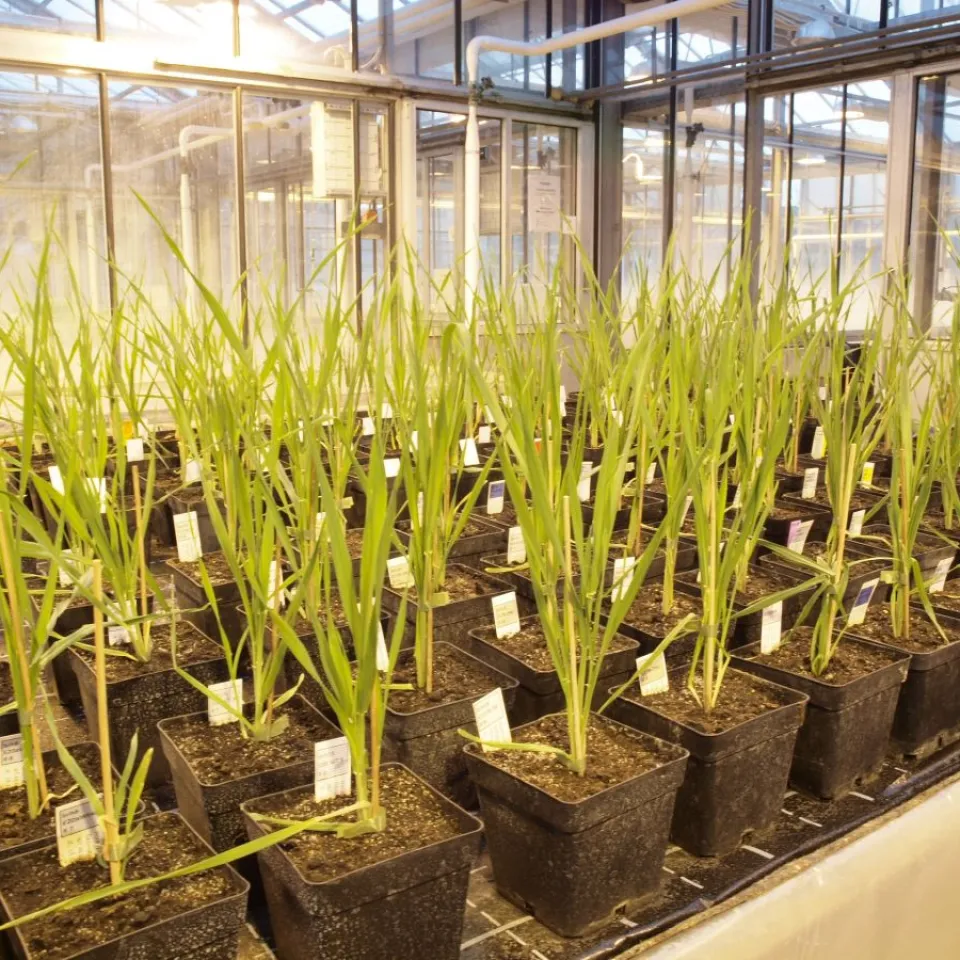 Feldversuch in der Schweiz mit genomeditierter Gerste