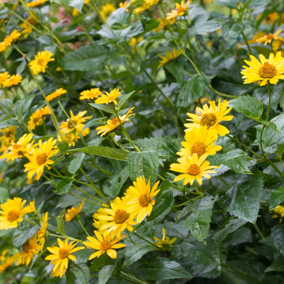 Topinambur im eigenen Garten