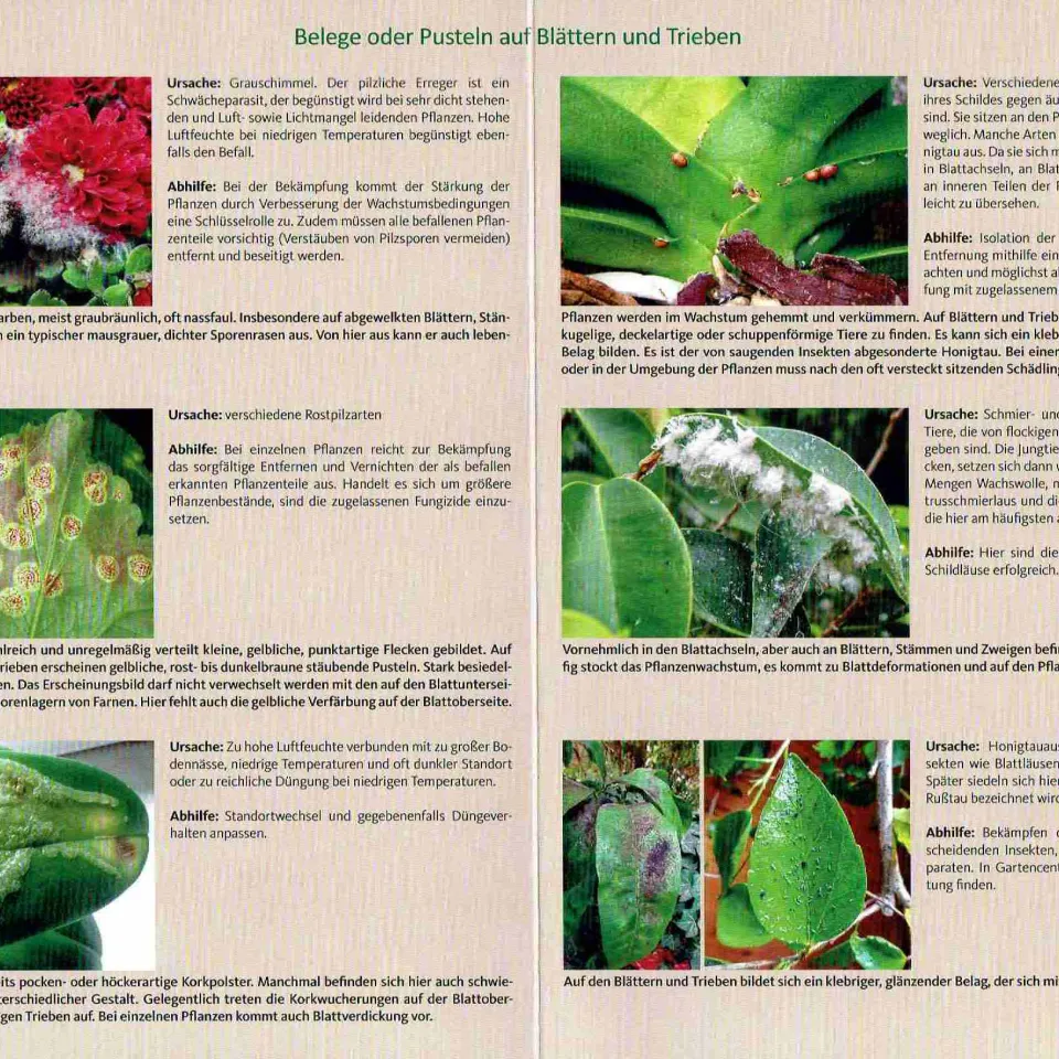 Buchtipp: Schadbilder an Zimmerpflanzen