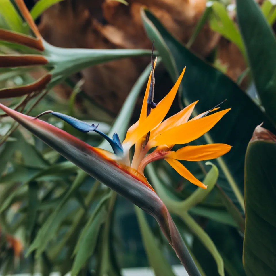 Leuchtender Blickfang Papageienblume