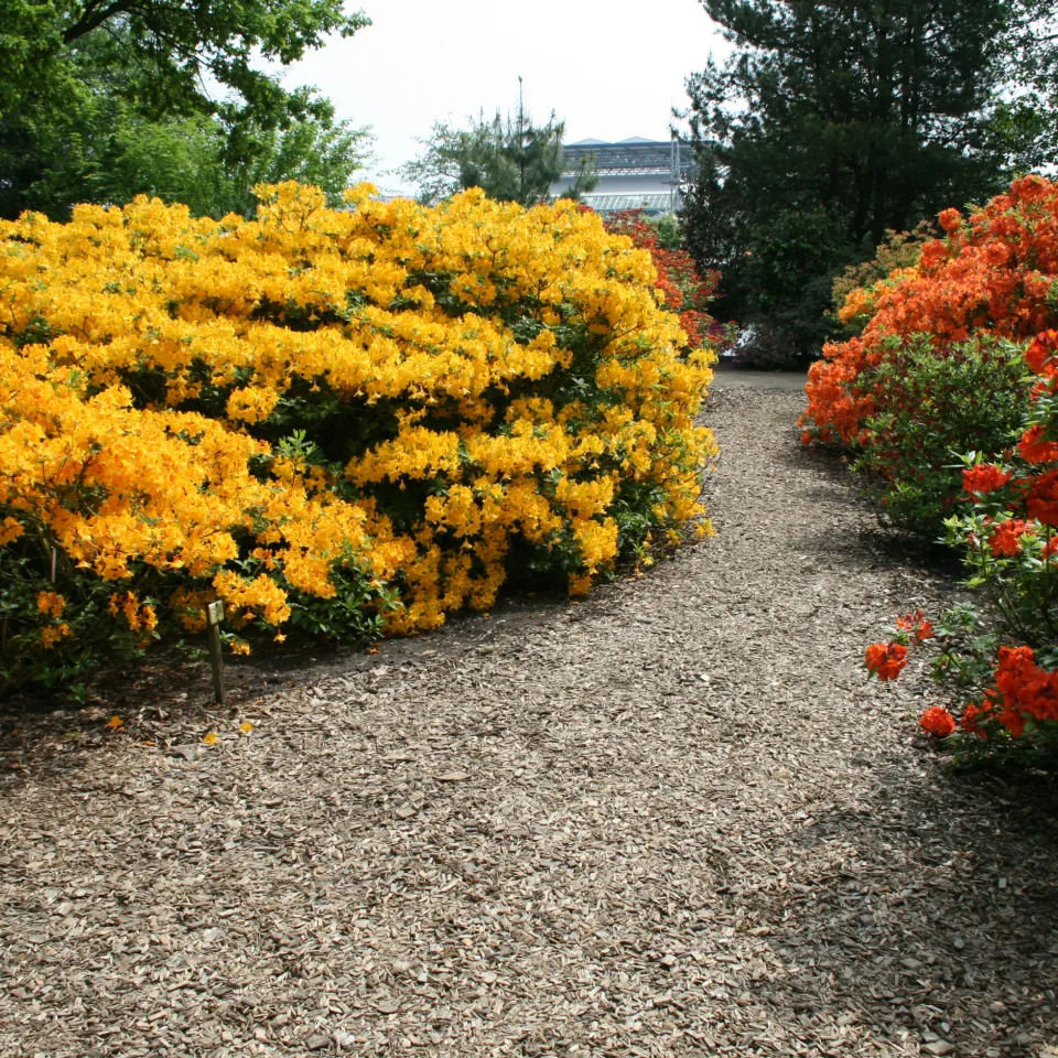 Wenn Azaleen ihr Laub abwerfen