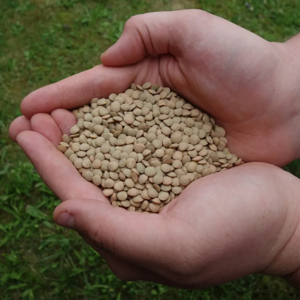 Mehr Linsen aus deutschem Anbau