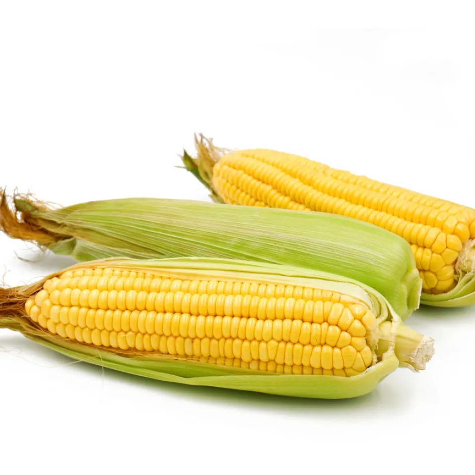 Zuckermais: erntereif, wenn der Bart braun wird