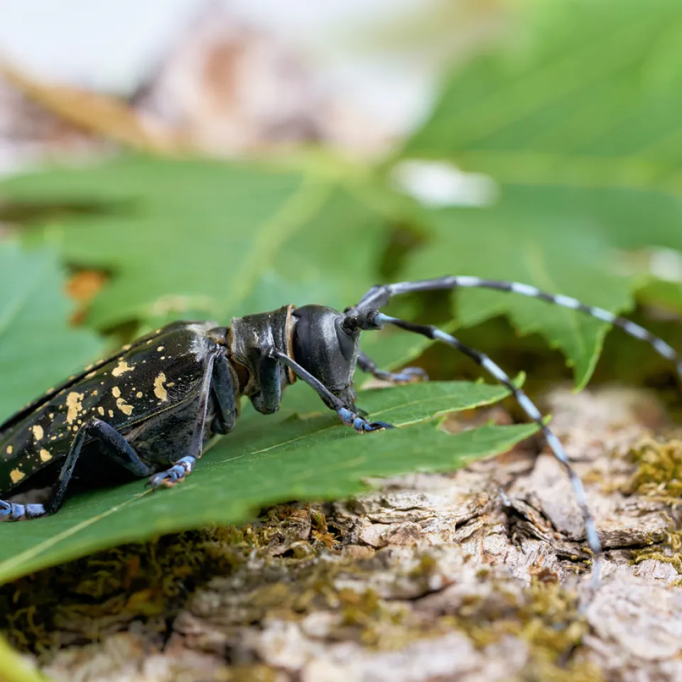 Gefährliche Einfuhr: Pflanzliche Urlaubsmitbringsel