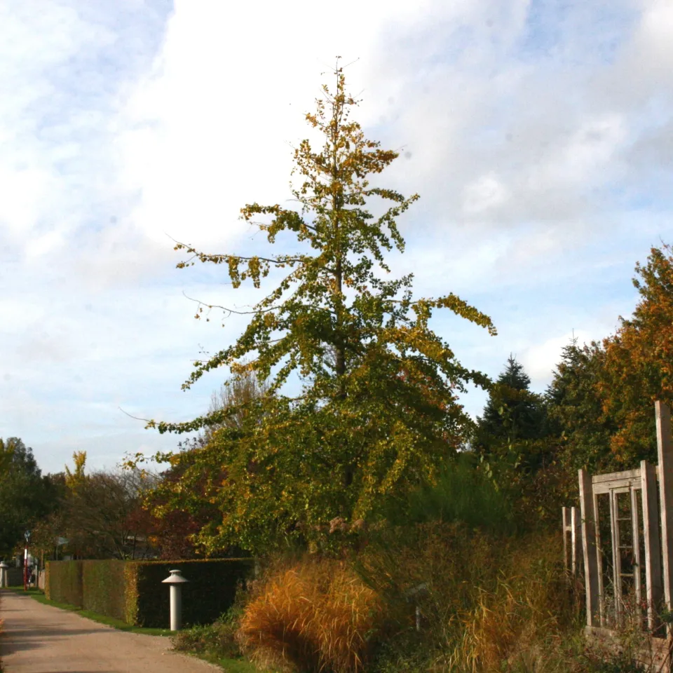 Ginkgo-Baum – zauberhafter Exot