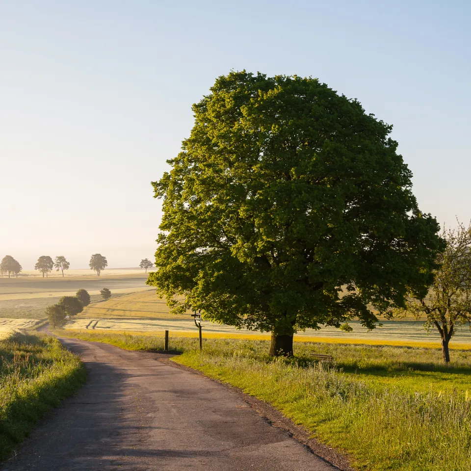Die Linde ist „Heilpflanze des Jahres 2025“