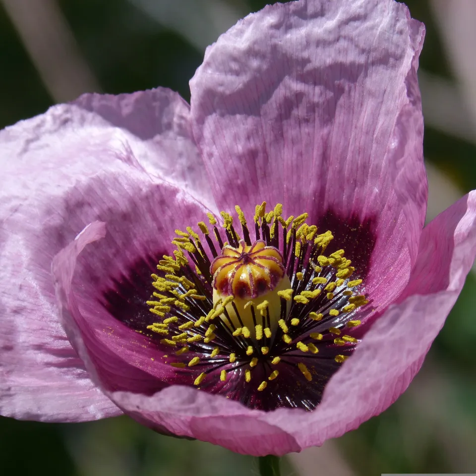 Serie: Pflanzen, die die Welt veränderten