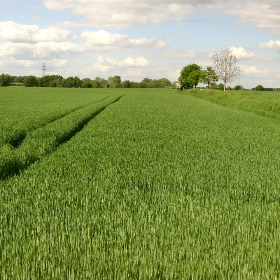Mehr Pilzinfektionen durch Klimawandel