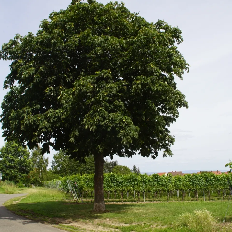 Die Rosskastanie – Ein Schmuckbaum für jeden Park