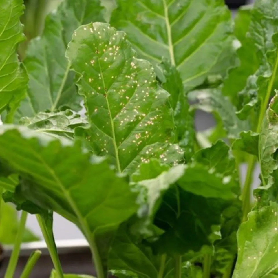 Das Immunsystem von Pflanzen stärken