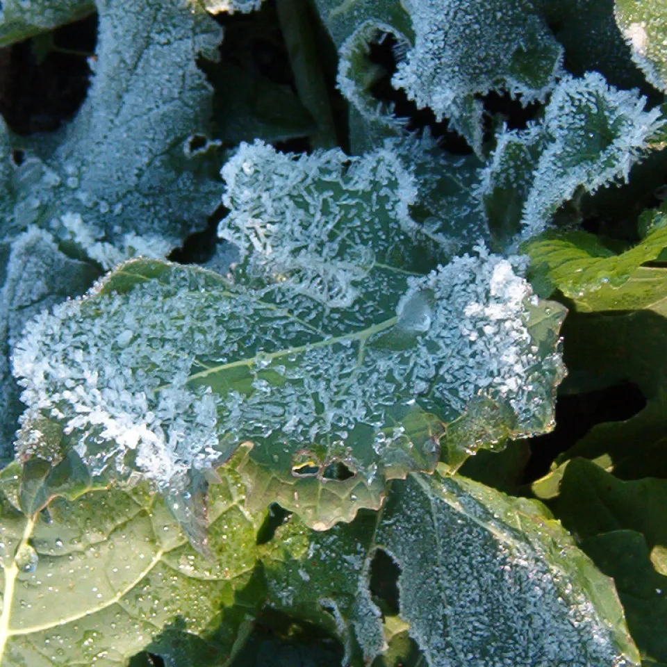 Lipide statt Wintermantel