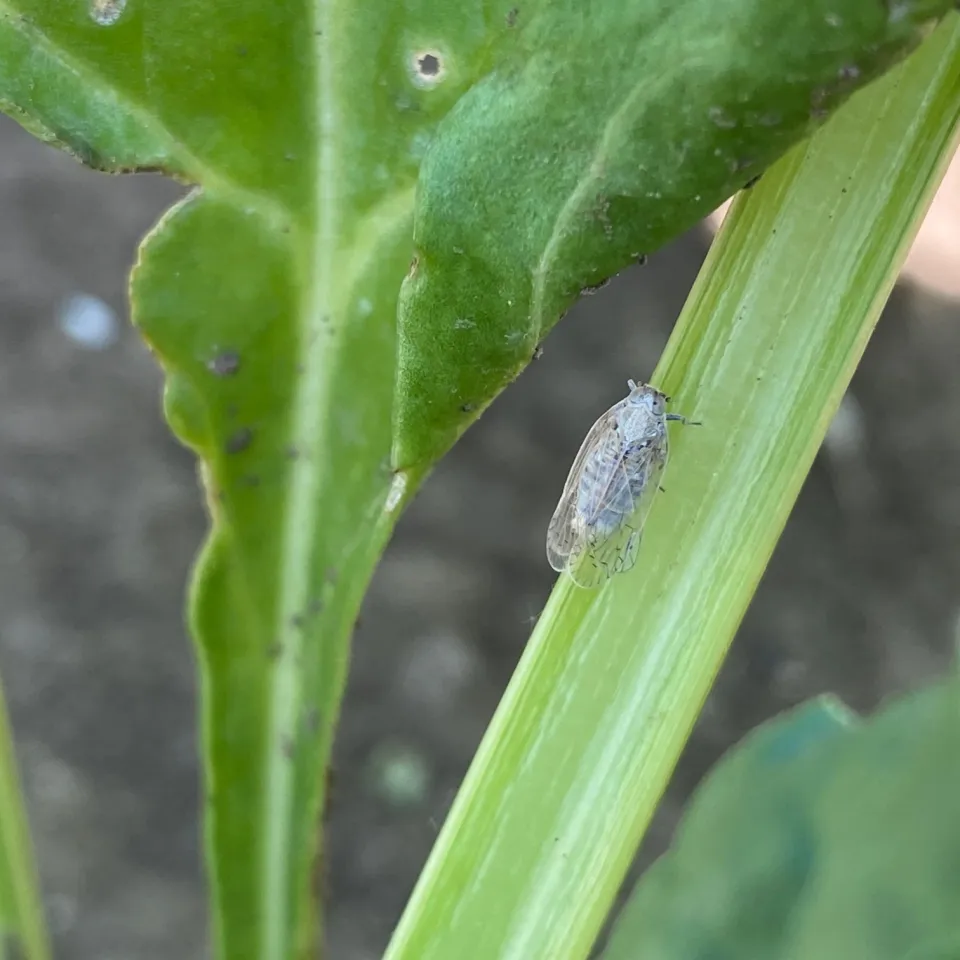 Stolbur-Erreger in Zwiebeln nachgewiesen