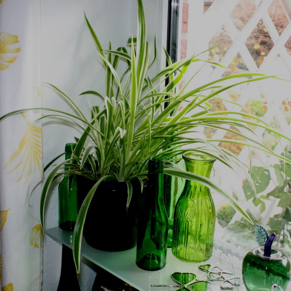 Zimmerpflanzen gut durch den Winter bringen