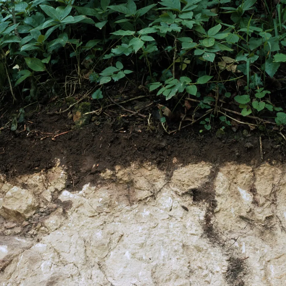 Boden des Jahres 2025: Die Rendzina