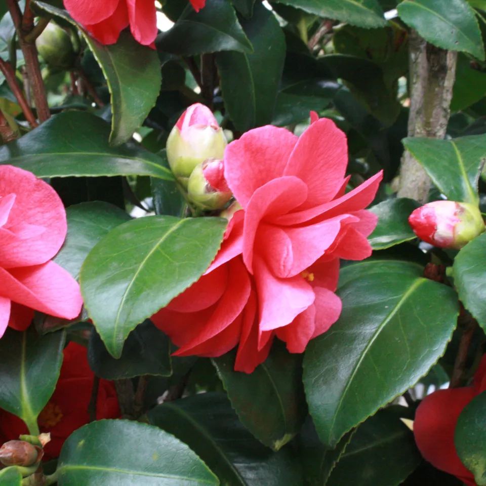 Kübelpflanzen sicher überwintern