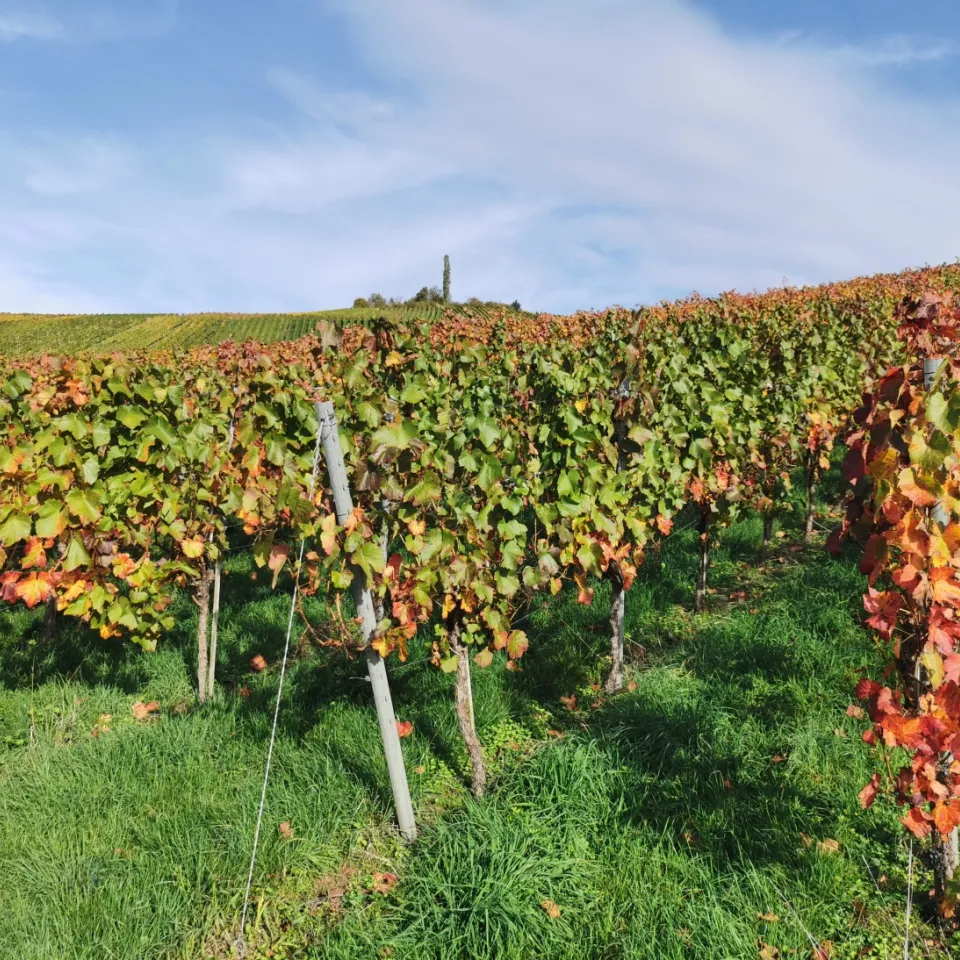 Wie sich der Klimawandel auf Wein auswirkt