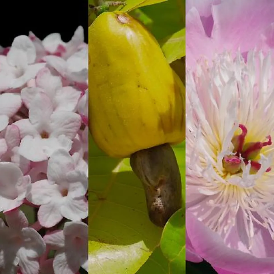 Wahl zur „Giftpflanze des Jahres 2025“