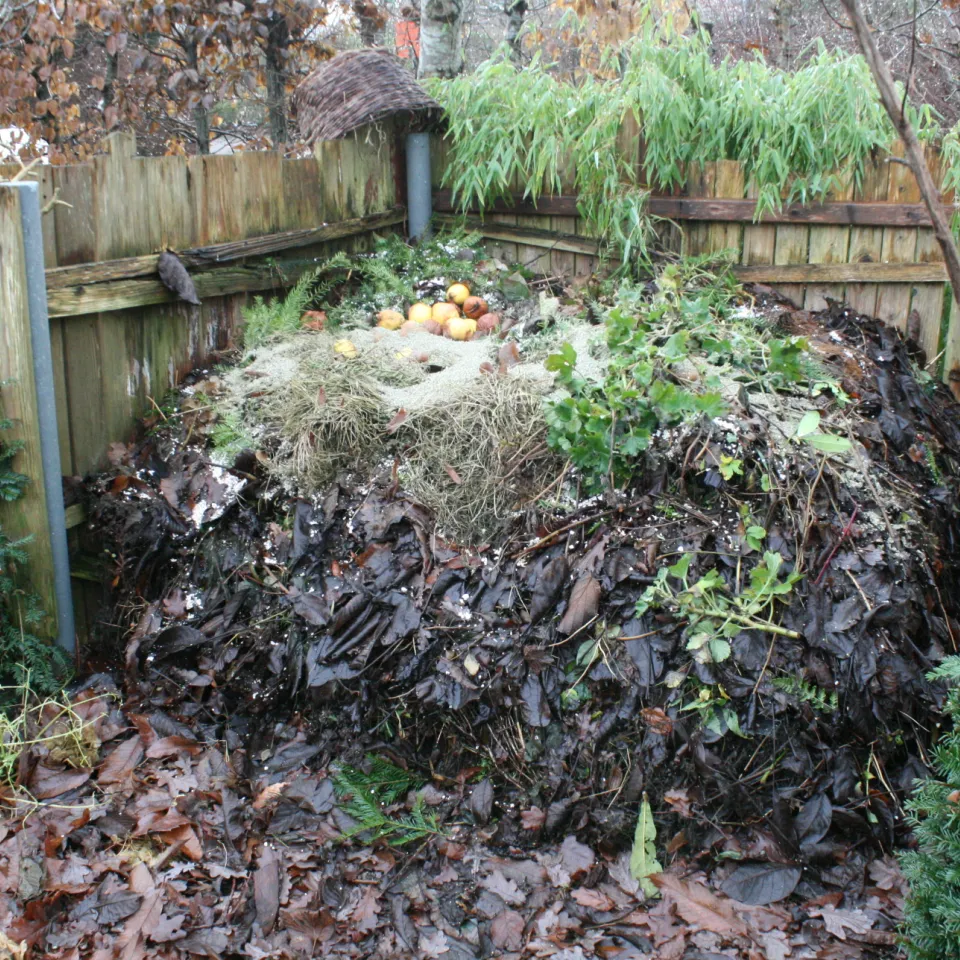 Können Zitronen und Eierschalen auf den Kompost?