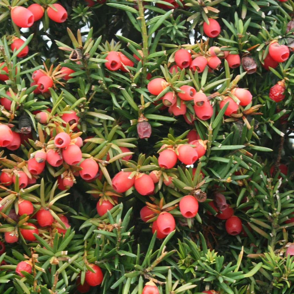 Giftpflanzen – Gefahr im Garten?