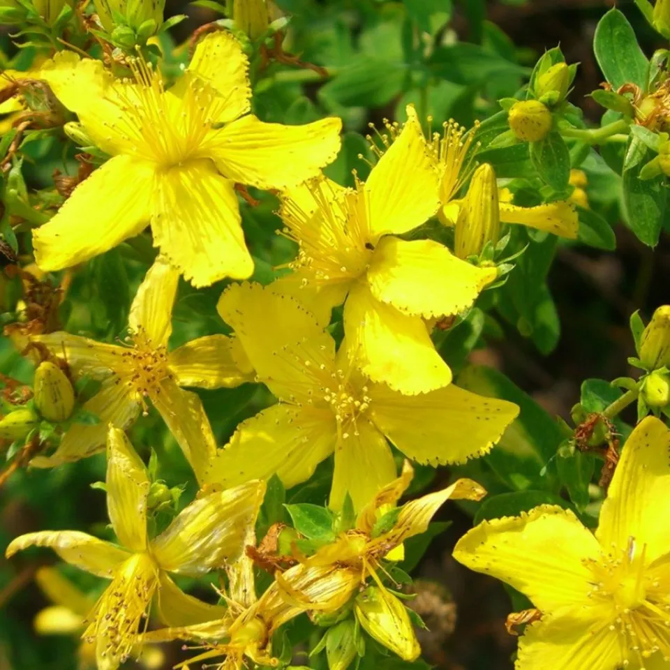 Inhaltsstoffen von Johanniskraut auf der Spur