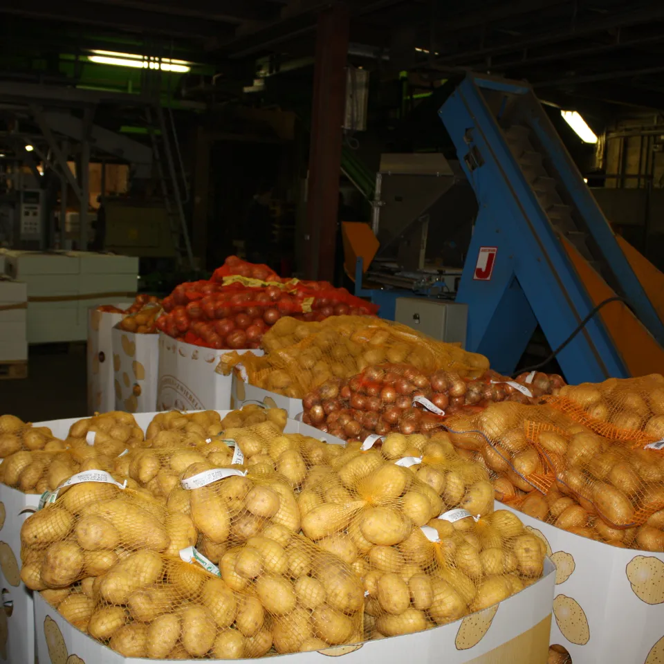 Die Deutschen essen wieder mehr Kartoffeln