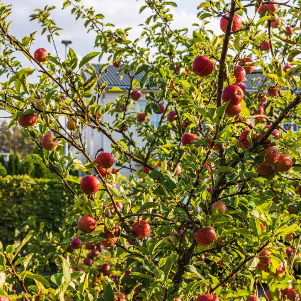 Obstbäume im Frühjahr pflanzen