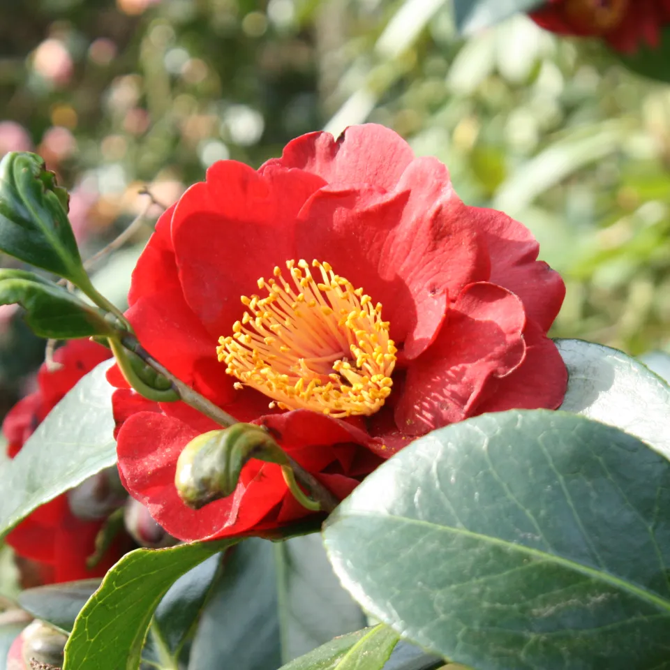 Frühlingsboten im Garten: Kamelien
