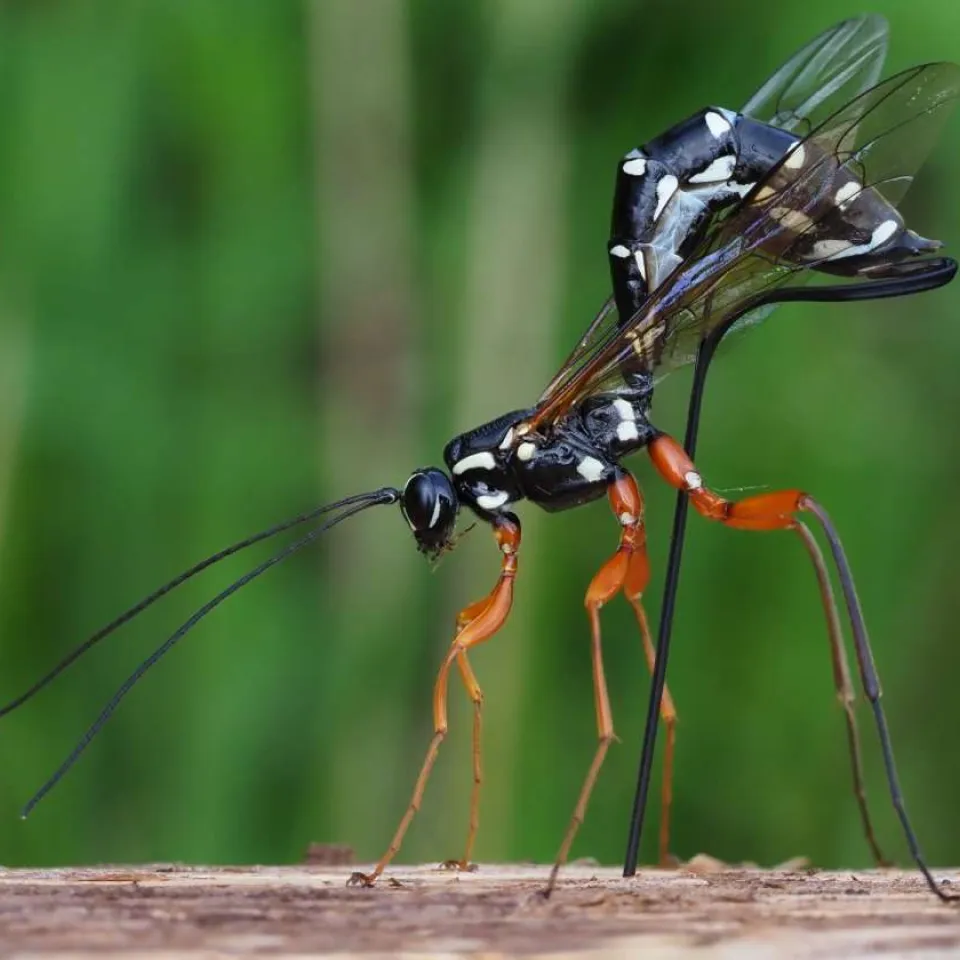 Die Holzwespen-Schlupfwespe ist Insekt des Jahres 2025