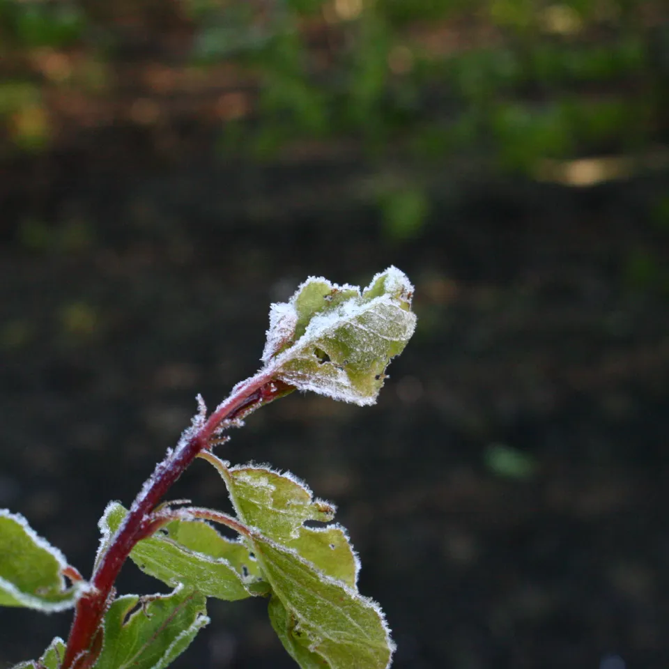 Spätfrostschäden vorbeugen