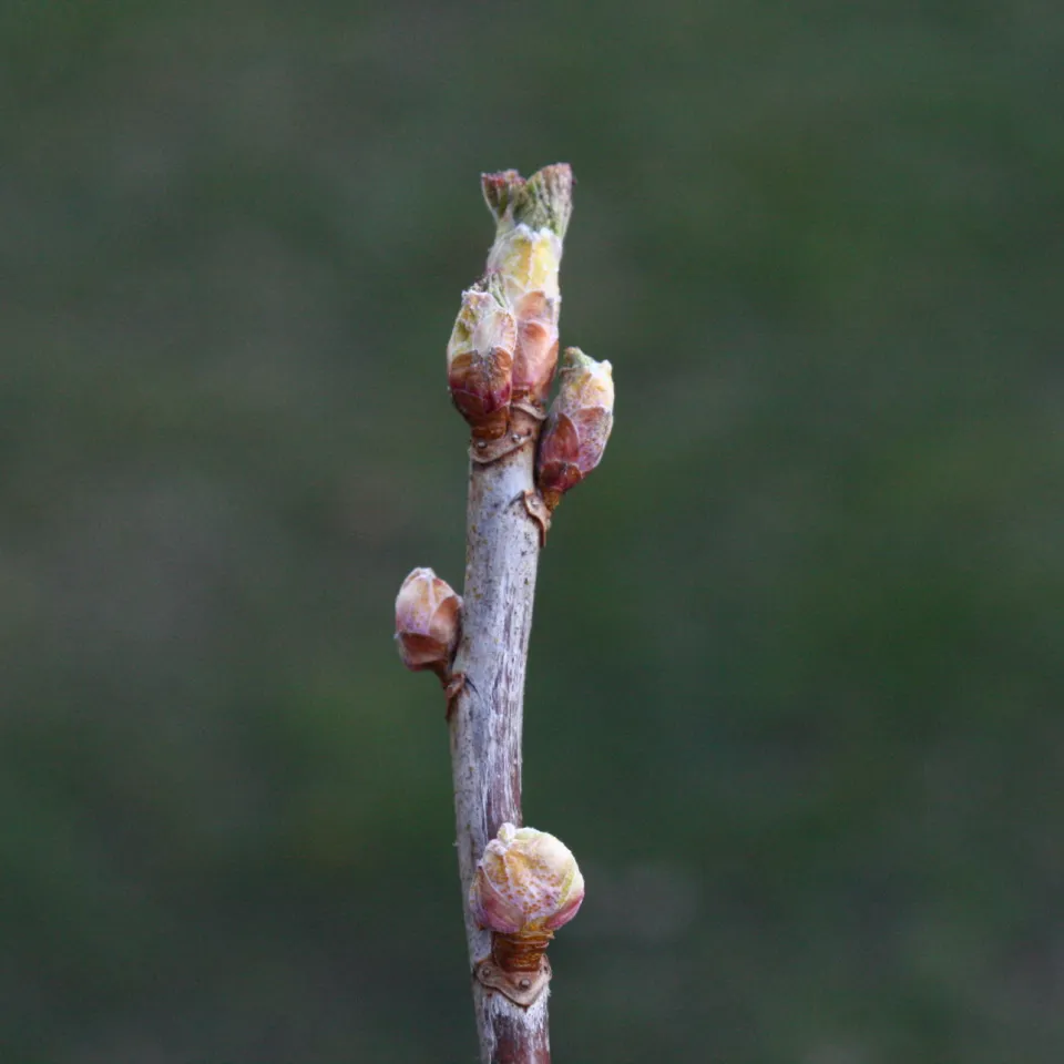Verkrüppelte Triebe durch Knospengallmilben