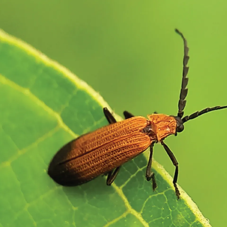 Jahrespressekonferenz 2025 / IVA: Zulassungssystem verbessern, Klimaschutz-Investitionen sichern 