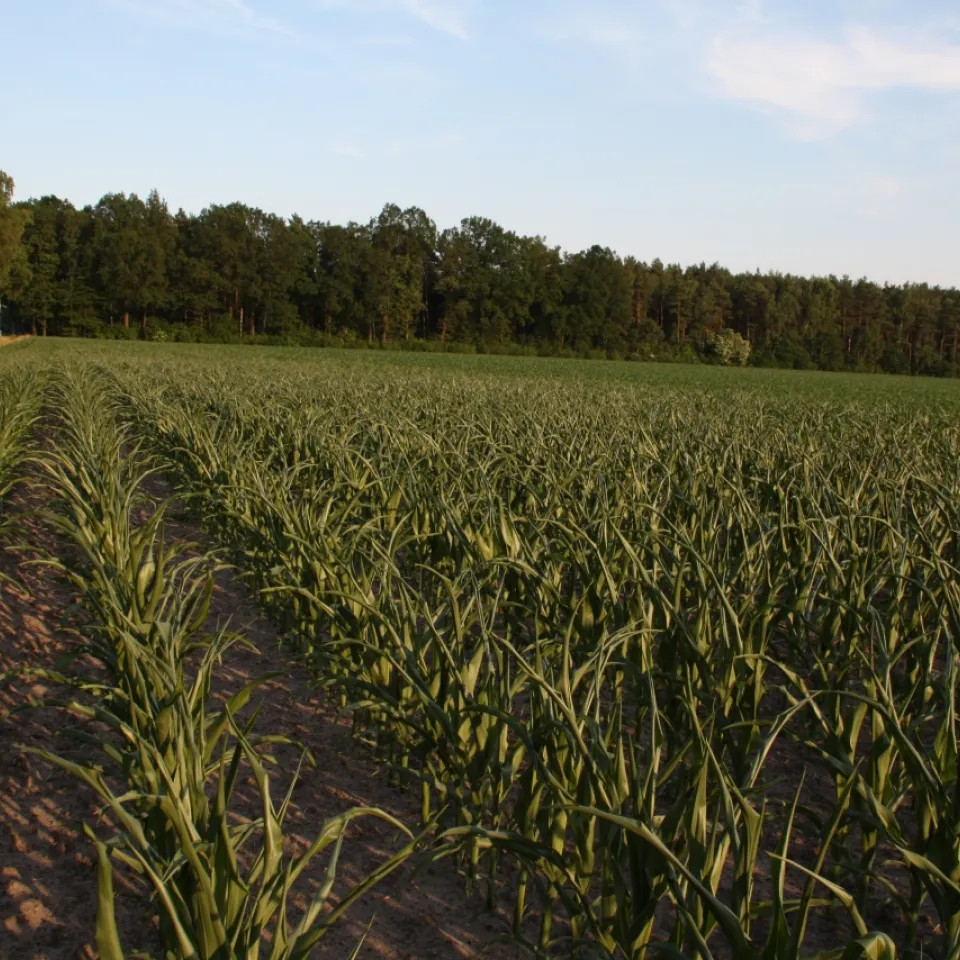 Mit neuen Technologien und Strategien gegen den Klimawandel