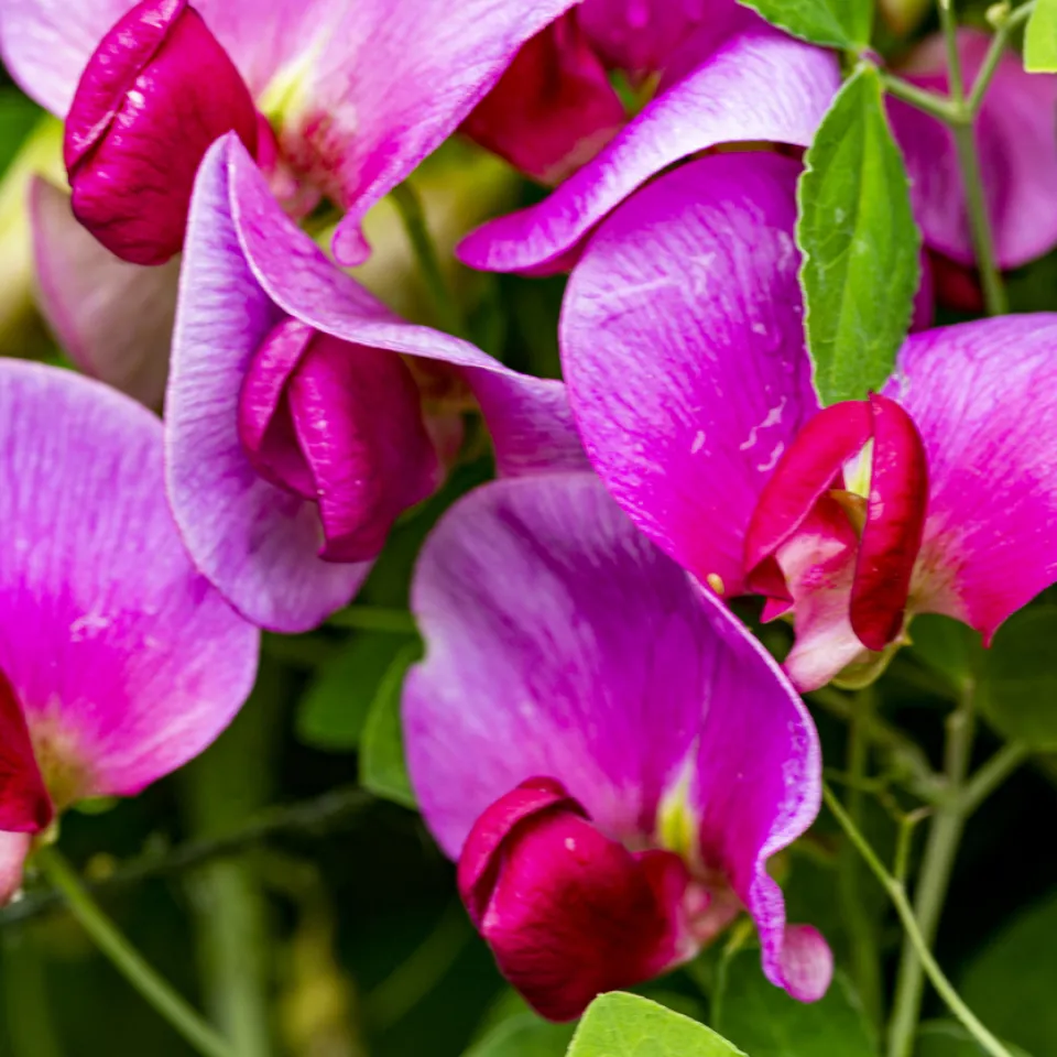 Platterbsen: Von schön bis schmackhaft