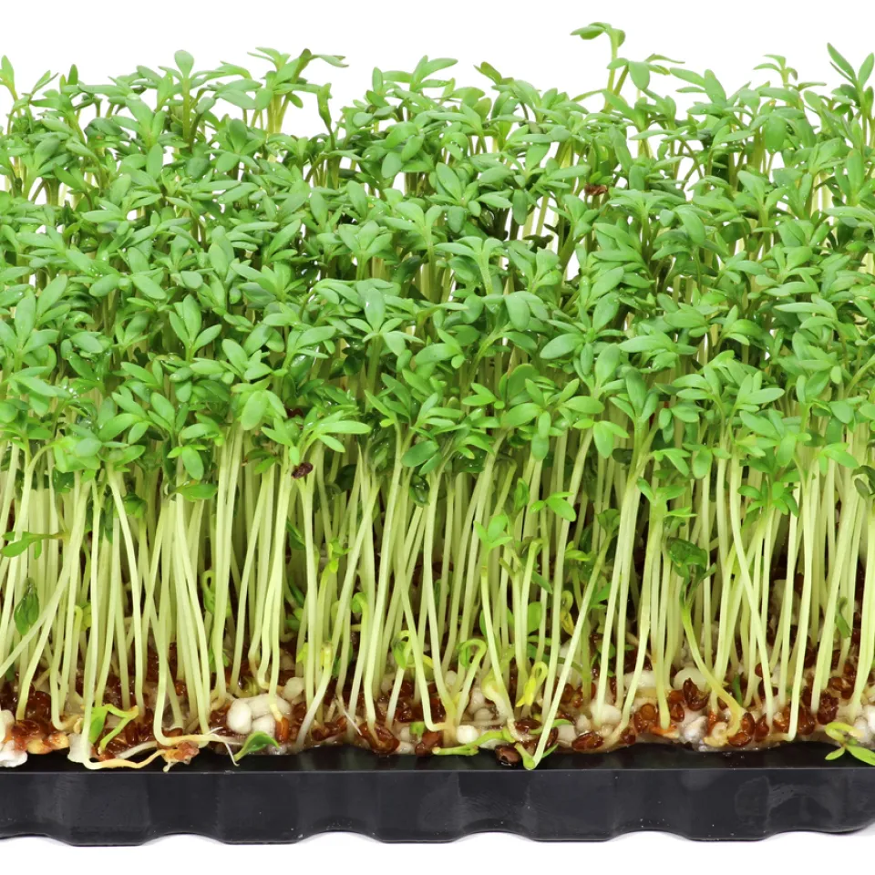 Gartenkresse – würziges Küchenkraut, das auch im Winter gedeiht