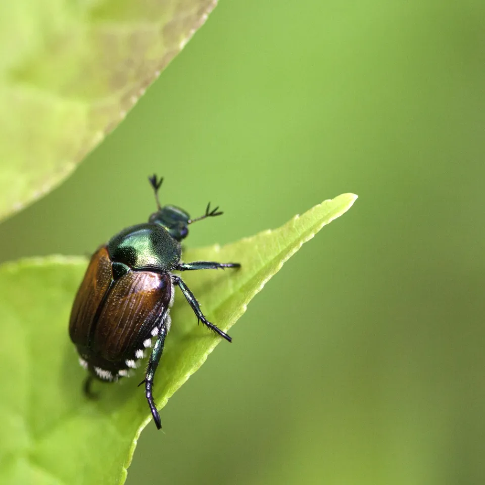 Der Japankäfer hat Deutschland erreicht
