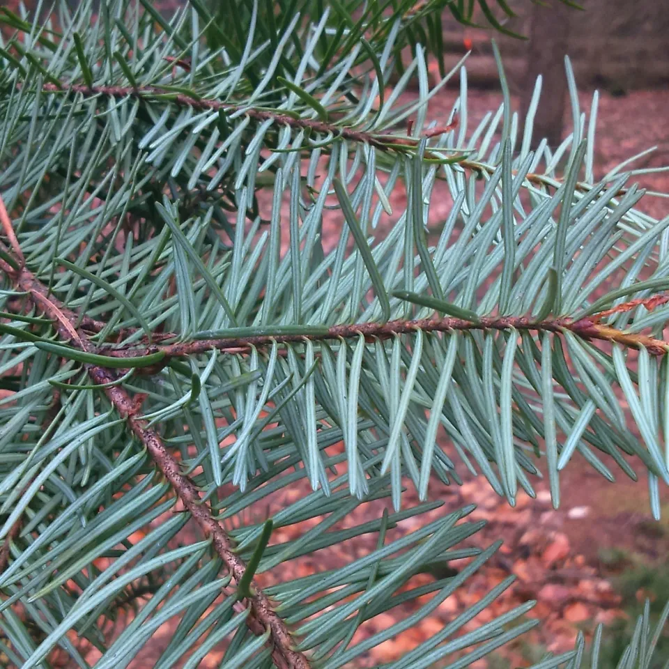 www wie „Wood Wide Web“