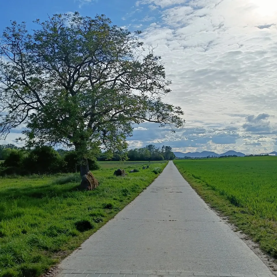 Pflanzenschutz: VG Braunschweig untersagt „deutschen Sonderweg“