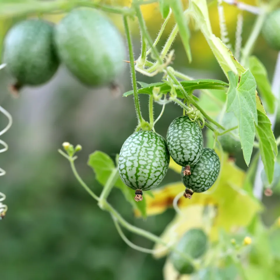 Die mexikanische Minigurke